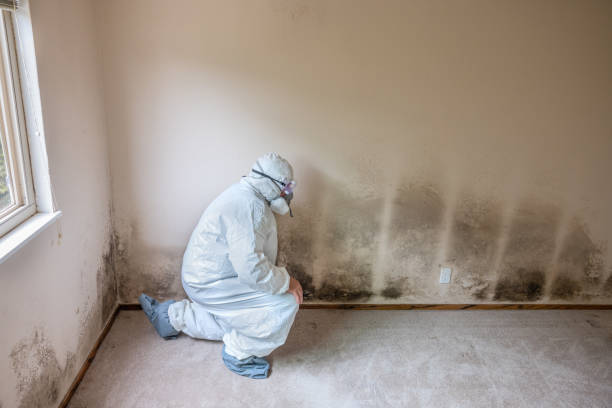 Best Mold Removal for HVAC Installations  in Fallsburg, NY